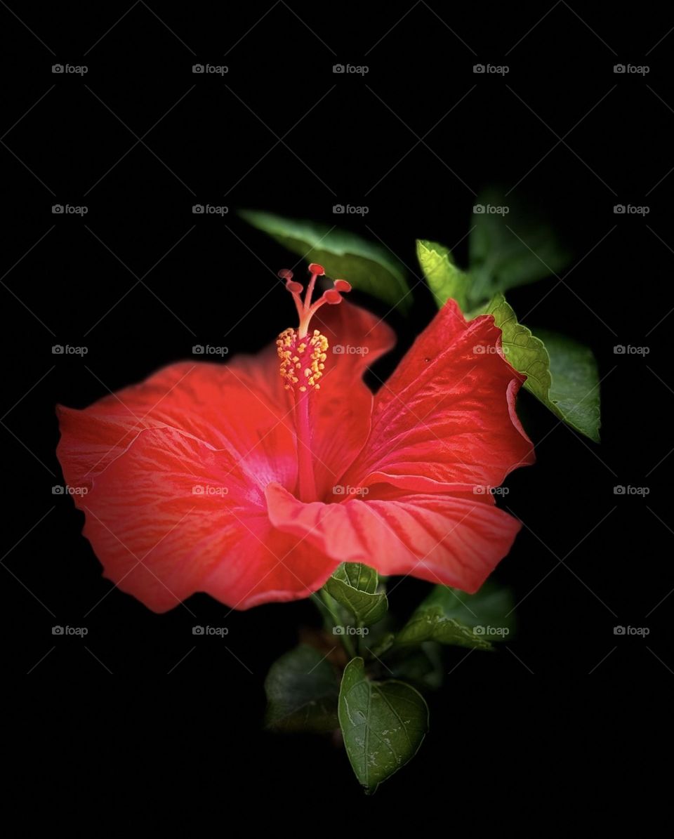 Hibiscus 