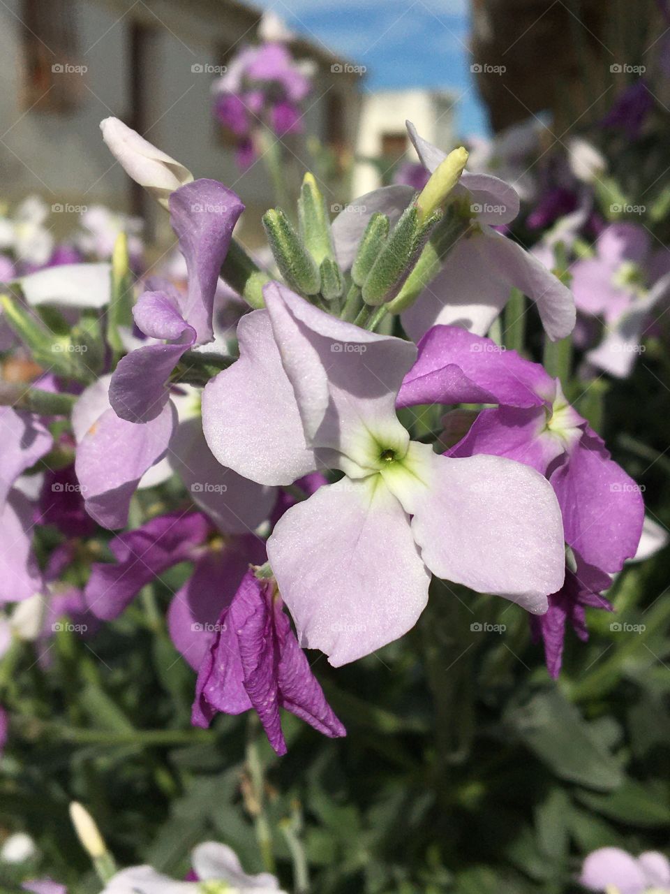 Focus on a gillyflower 