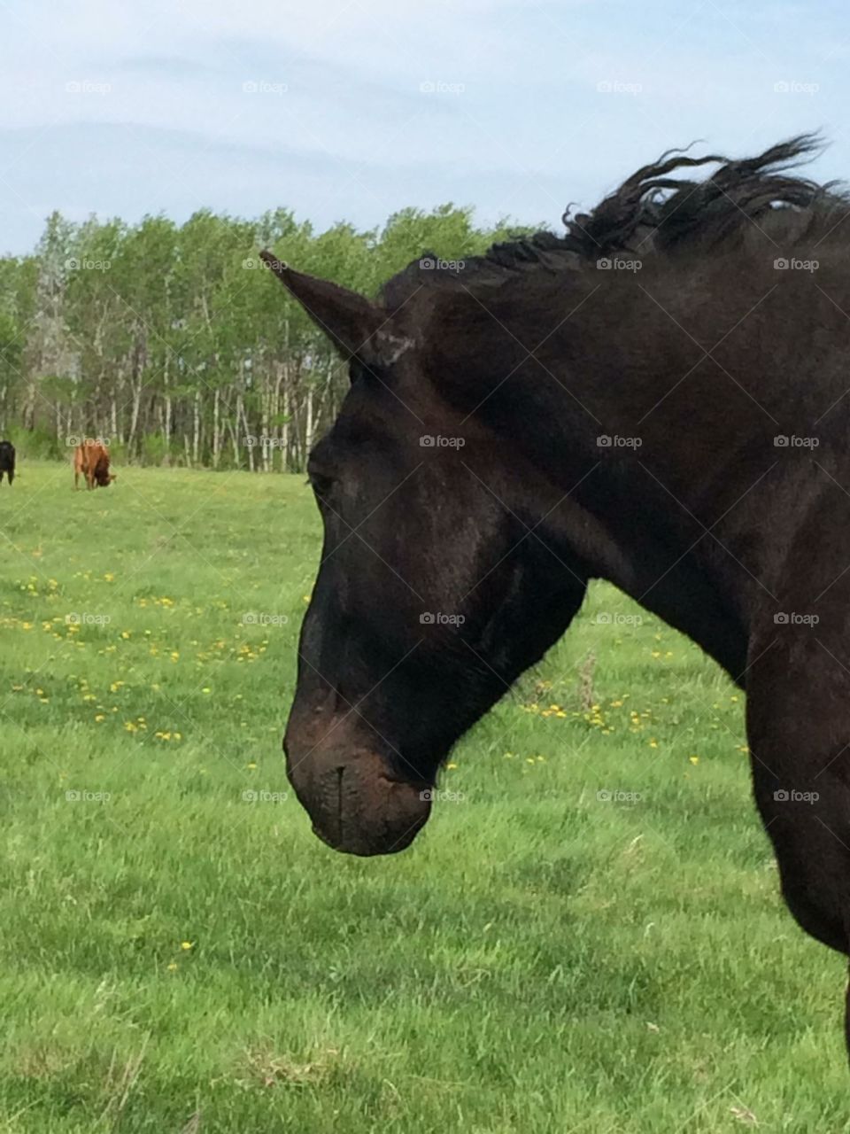 Pasture shot