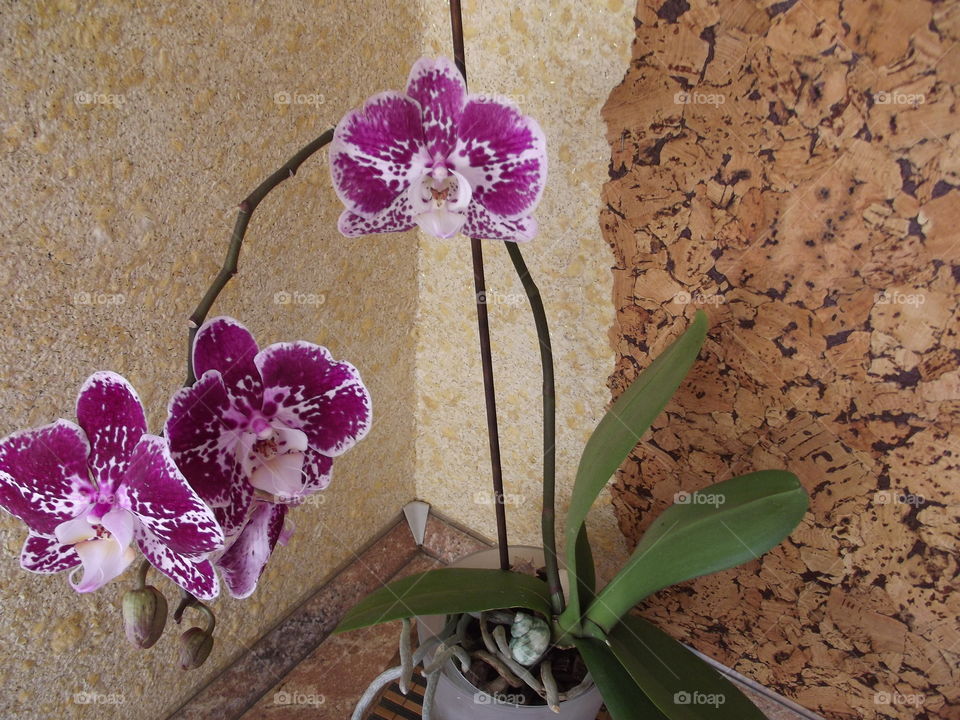 magnificent orchids