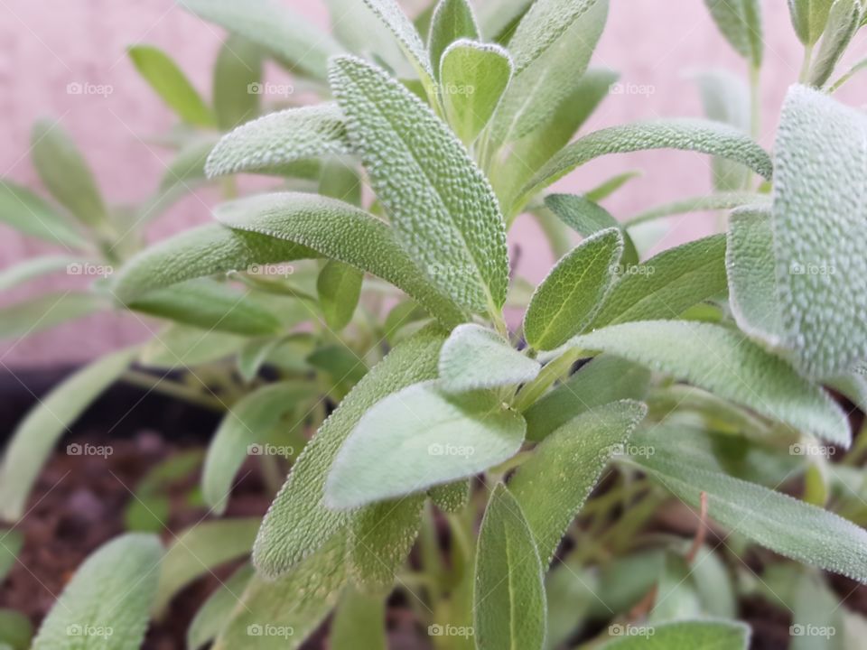 Sage herb