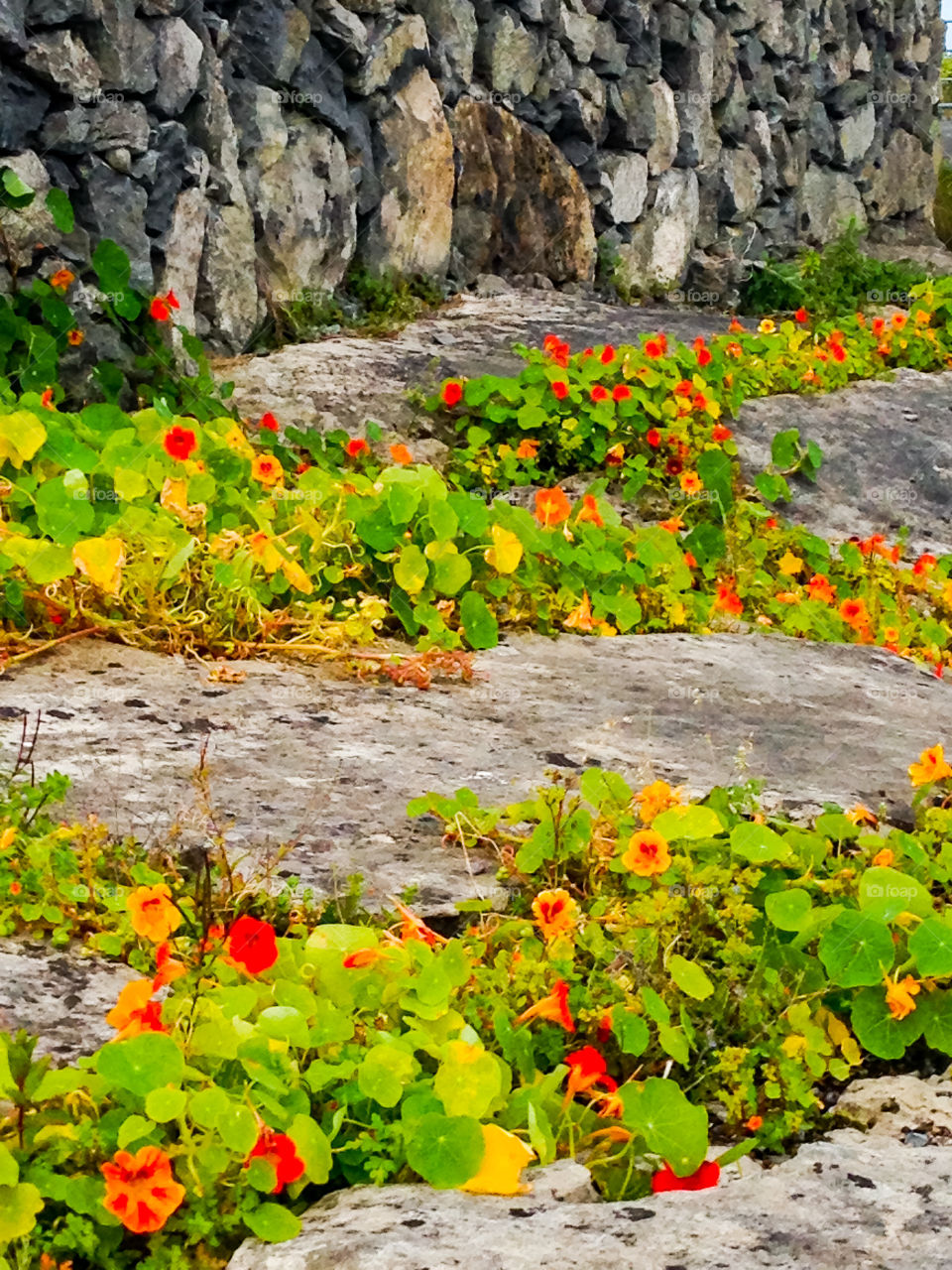 Nasturtiums