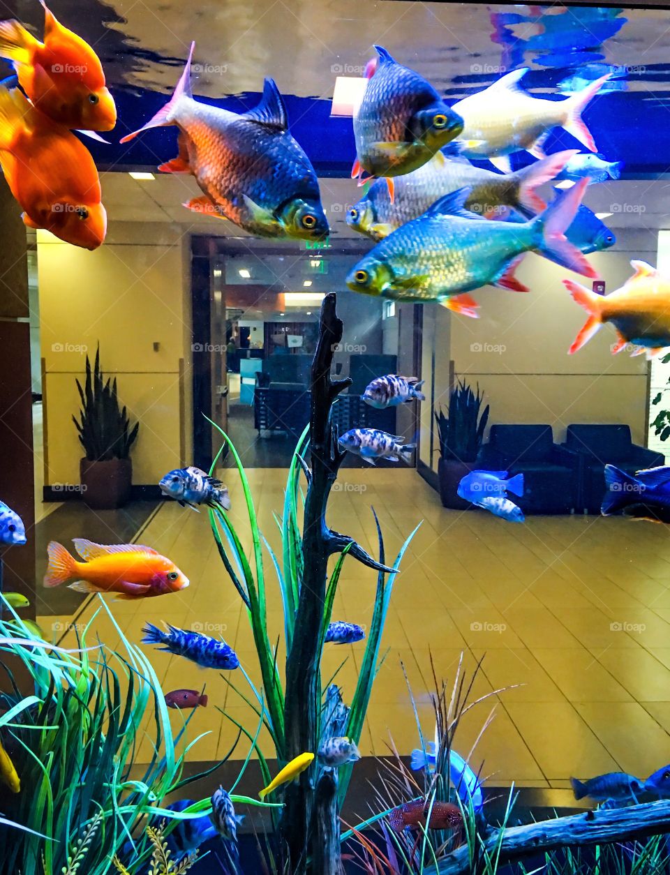 Beautiful fish tank in the hospital