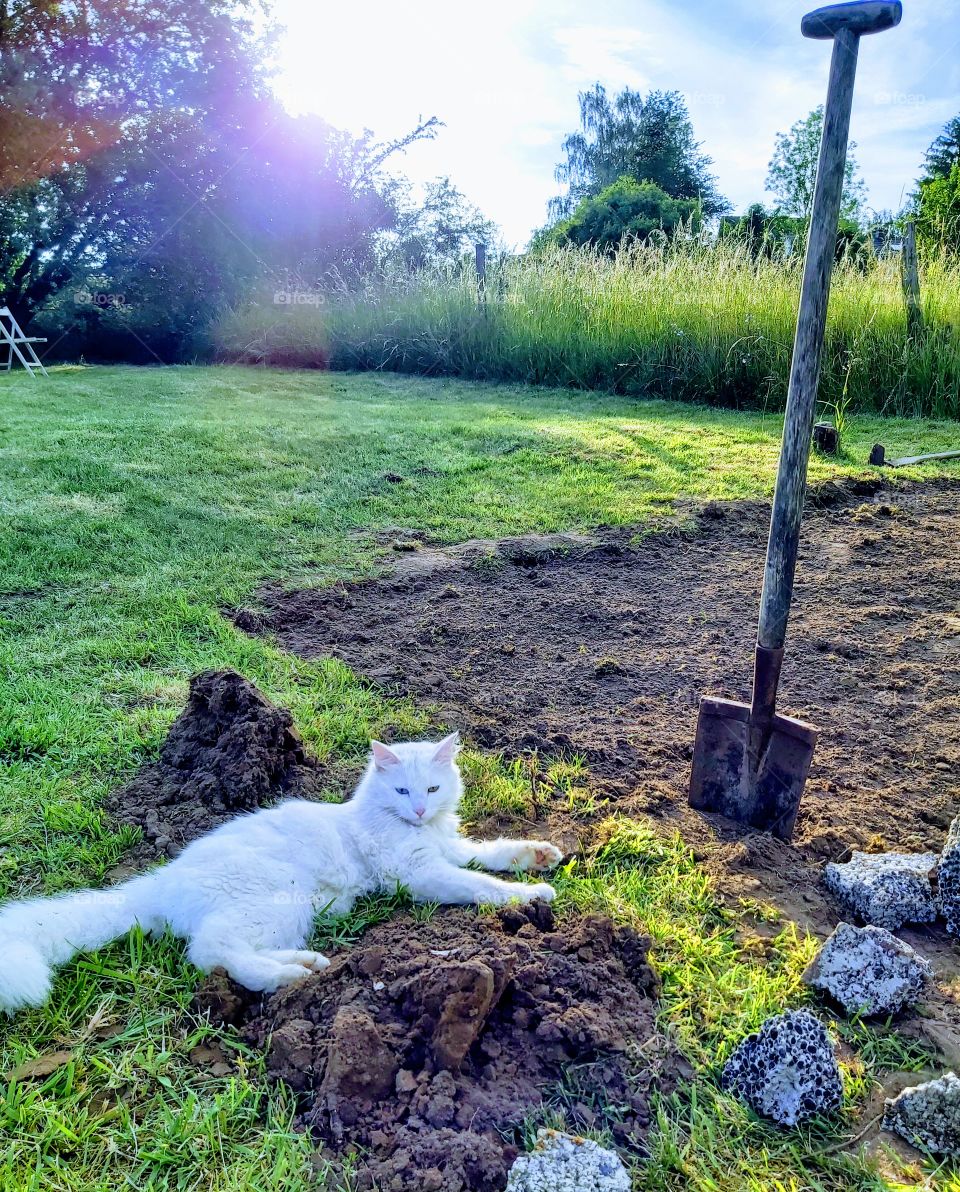 My cat in garden