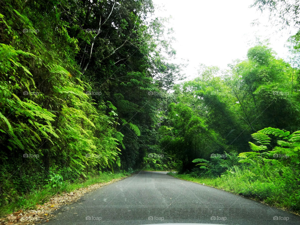 Jungle Road. Driving in St. Lucia.