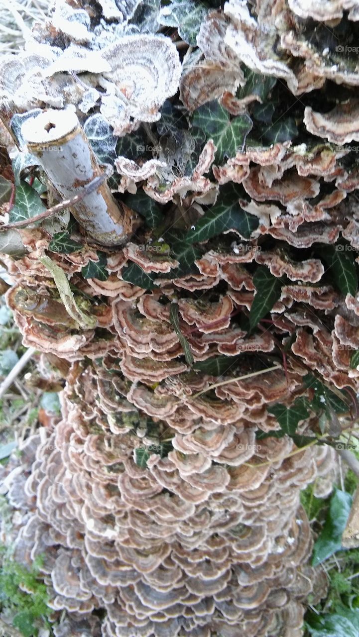 Wild Oyster Mushrooms