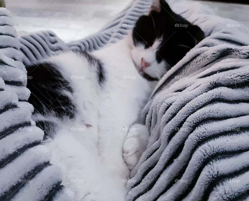 Black and White cat