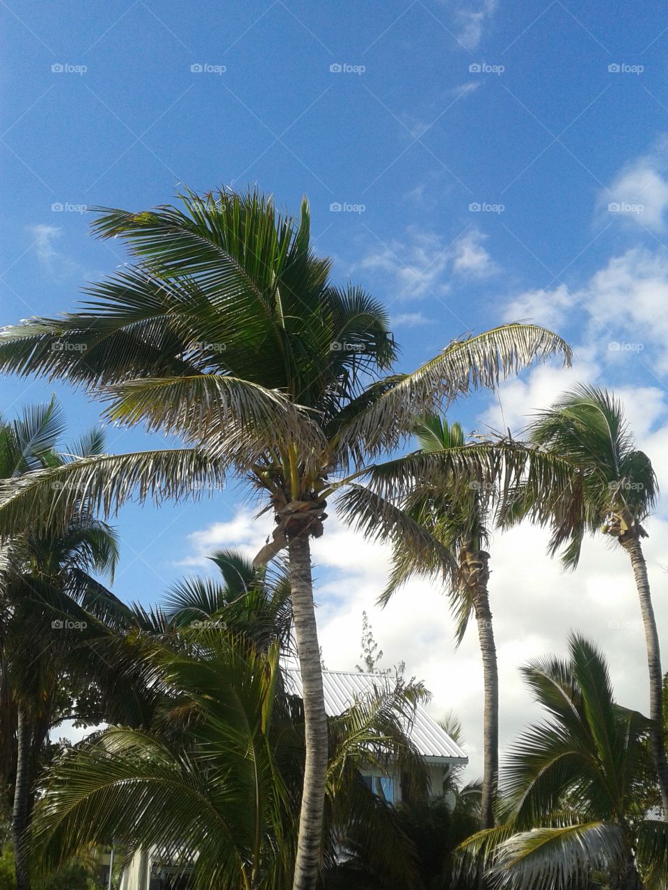 Coconut tree tropical island holidays