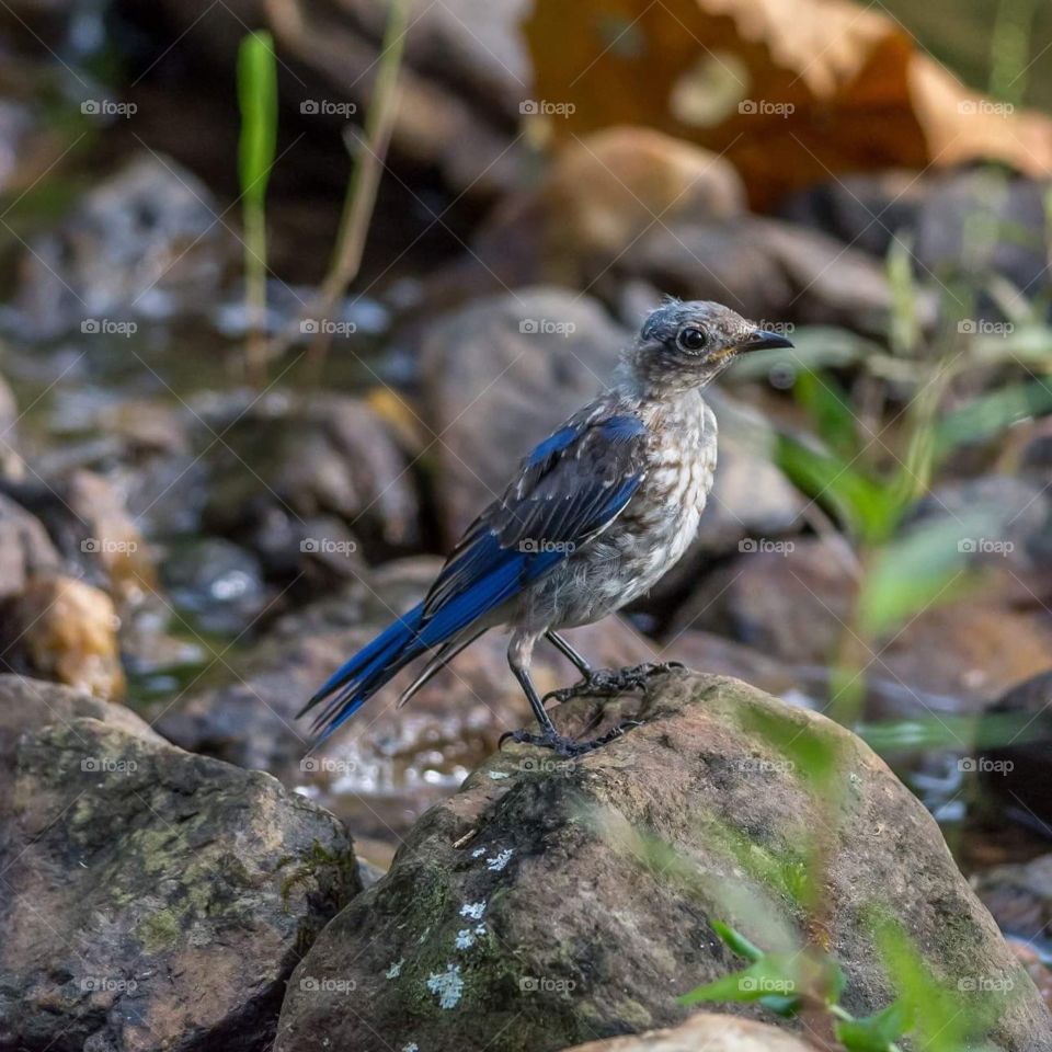 Juvenile Indigo Bunting