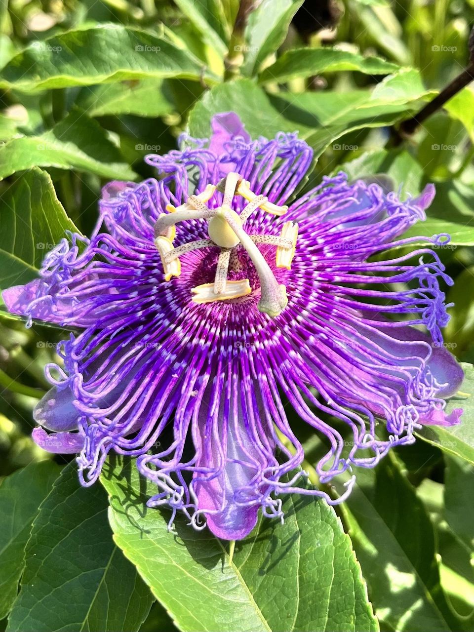 Passion flower