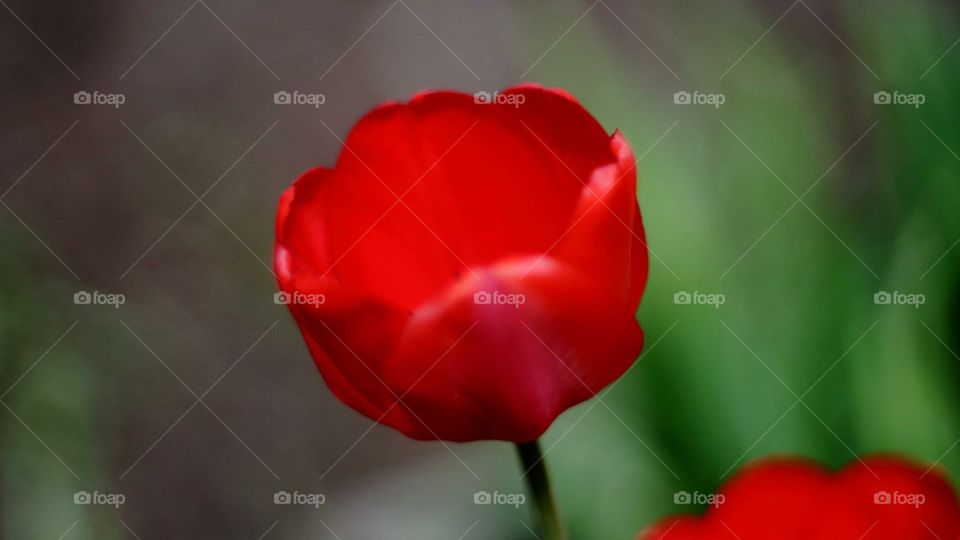 Red Tulip. Red Tulip in spring