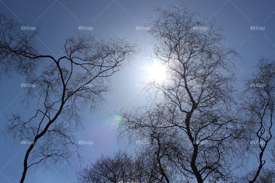 Sunlight passing through the trees