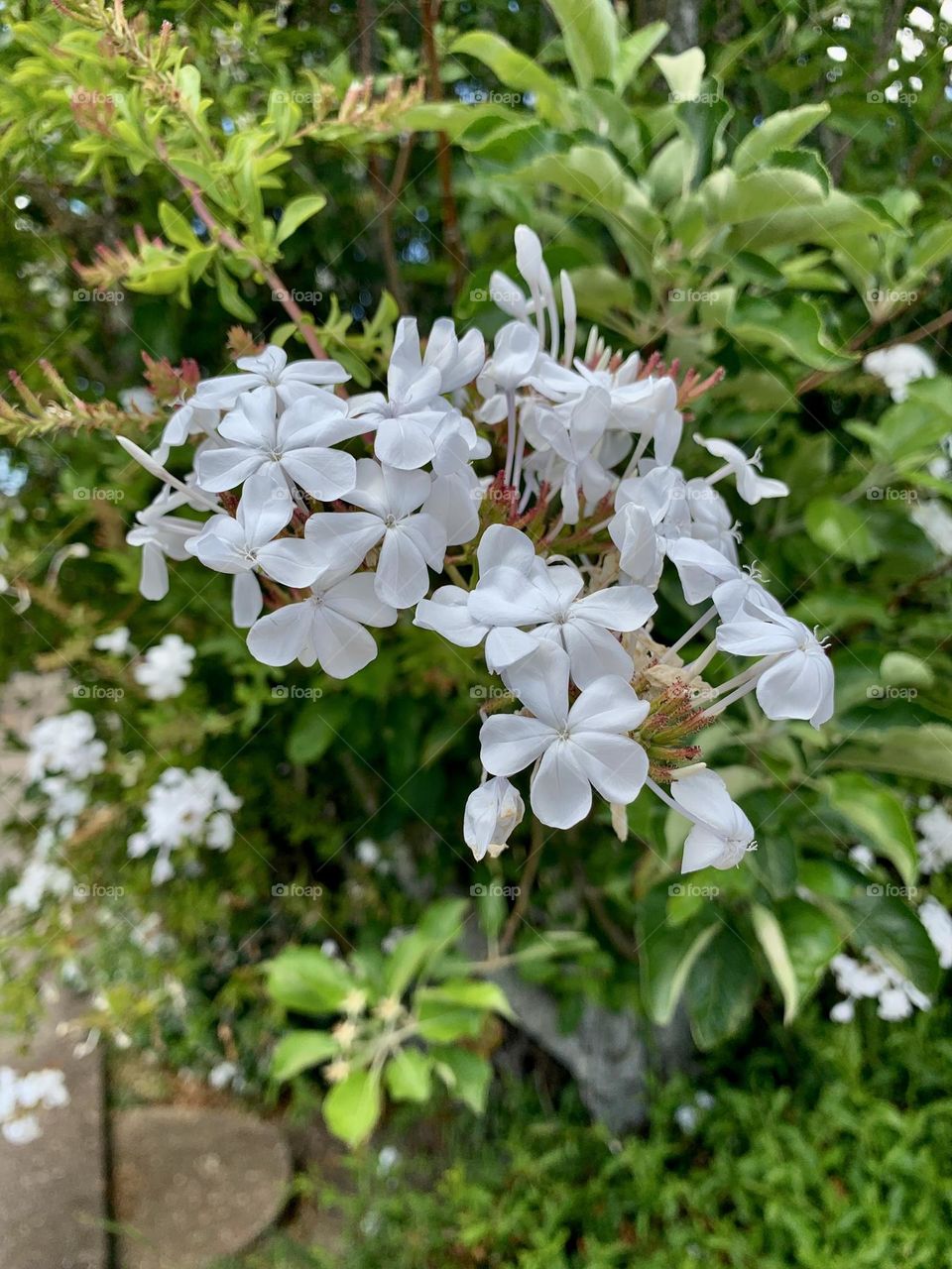 “Flowers bloom when they are loved and whenever they are planted.”~S.Gibson