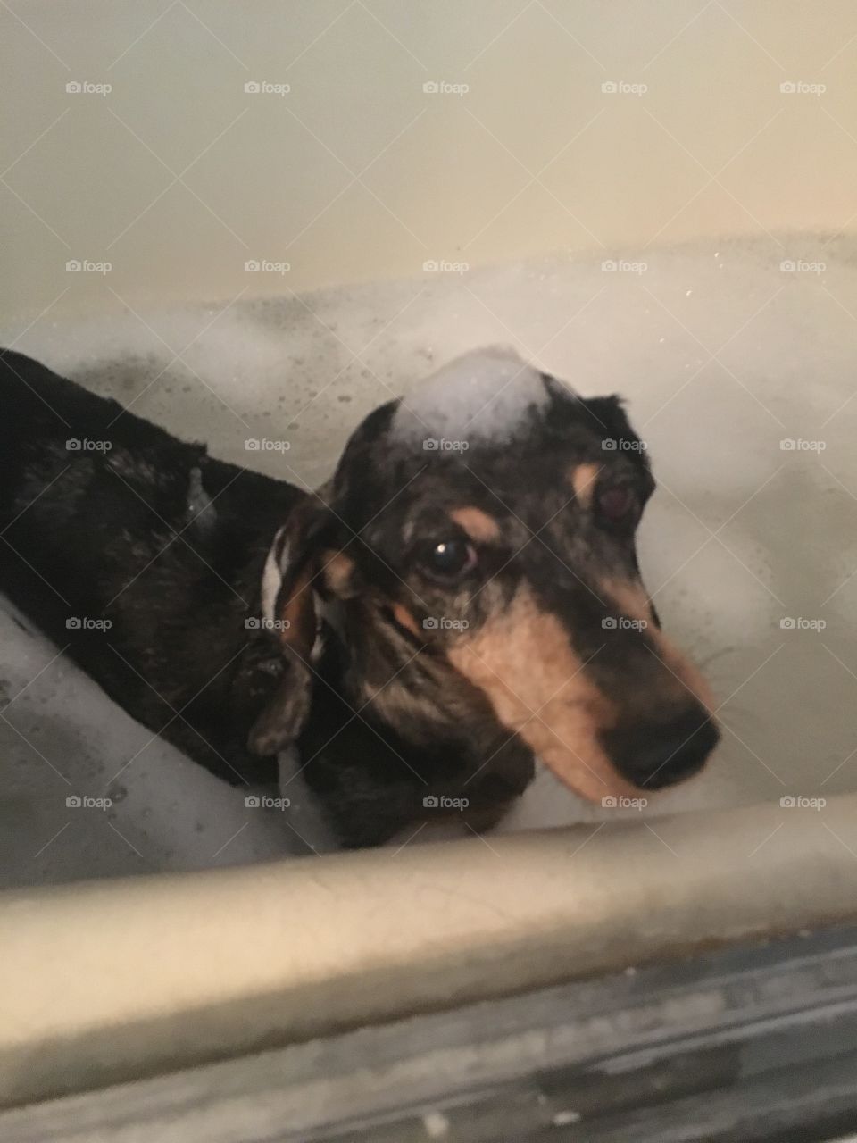 This miniature dachshund loves to take baths. 