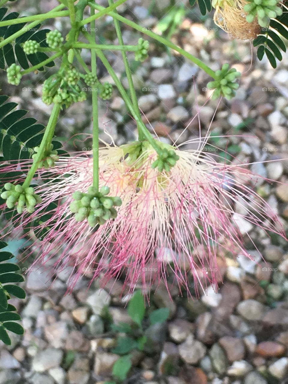 Mimosa flower