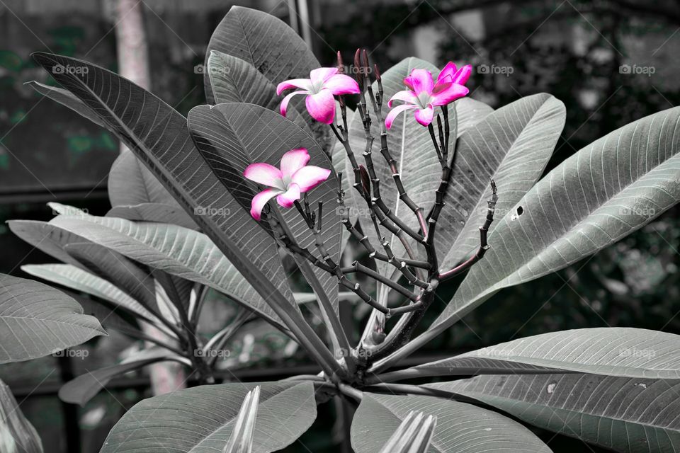 flower portrait