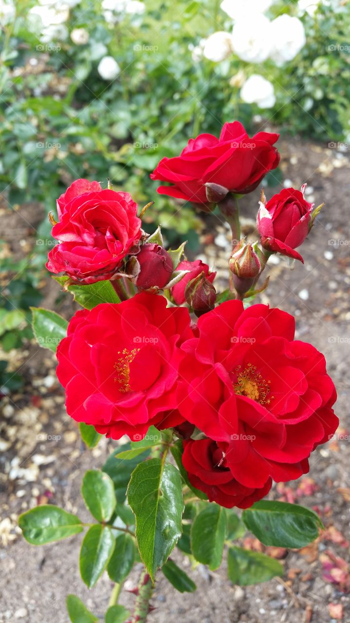 red roses in a park