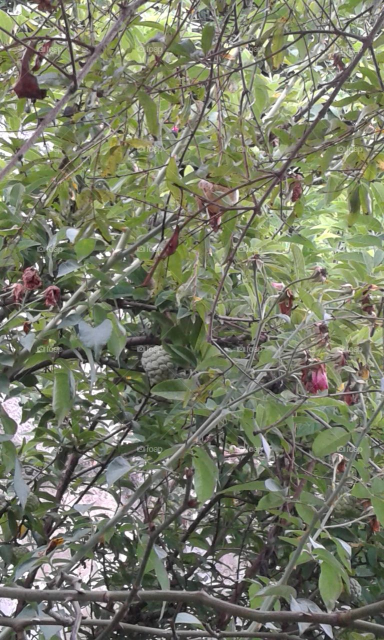 Tree, Branch, Leaf, Nature, Fruit