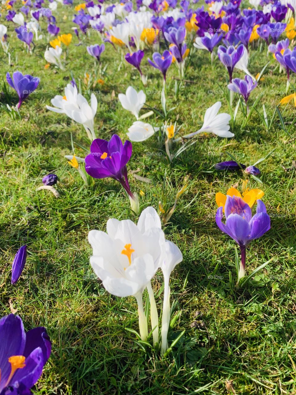 Let it shine and you’ll go far 