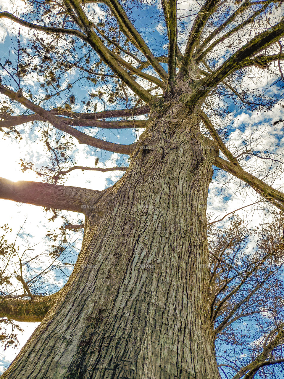 Looking up a beautiful bald cypress tree on a sunny partly cloudy winter day.