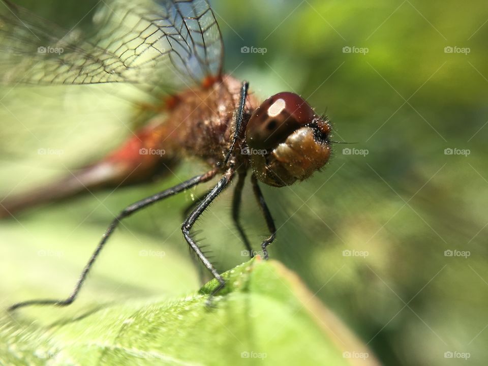 Red Dragonfly Perspective 