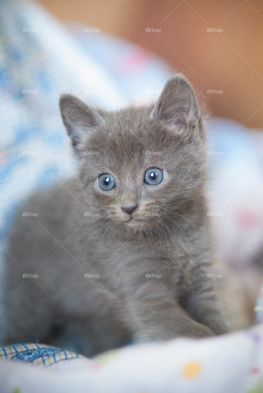 Gray Baby Manx Kitten 