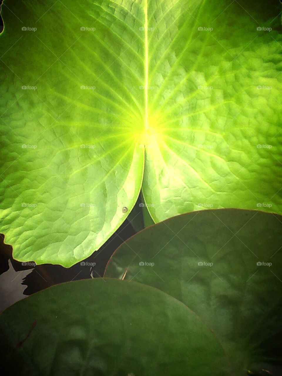 Lotus leaf in the pond