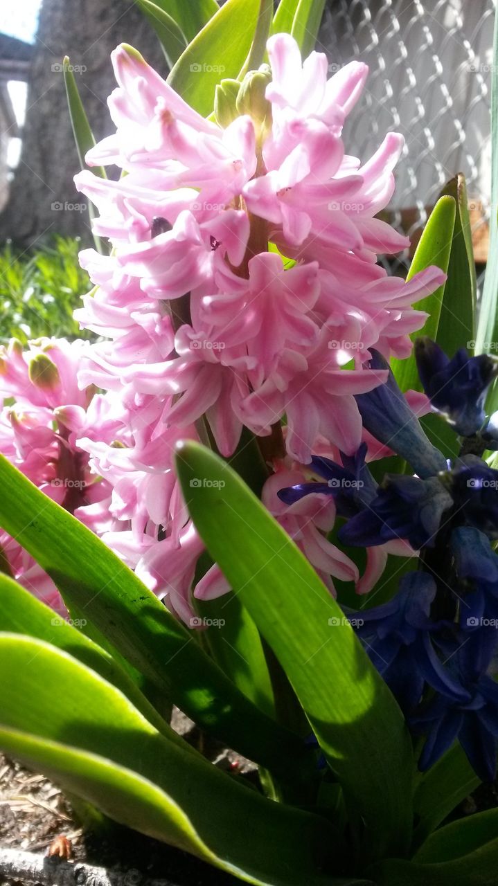 2014 Hyacinths