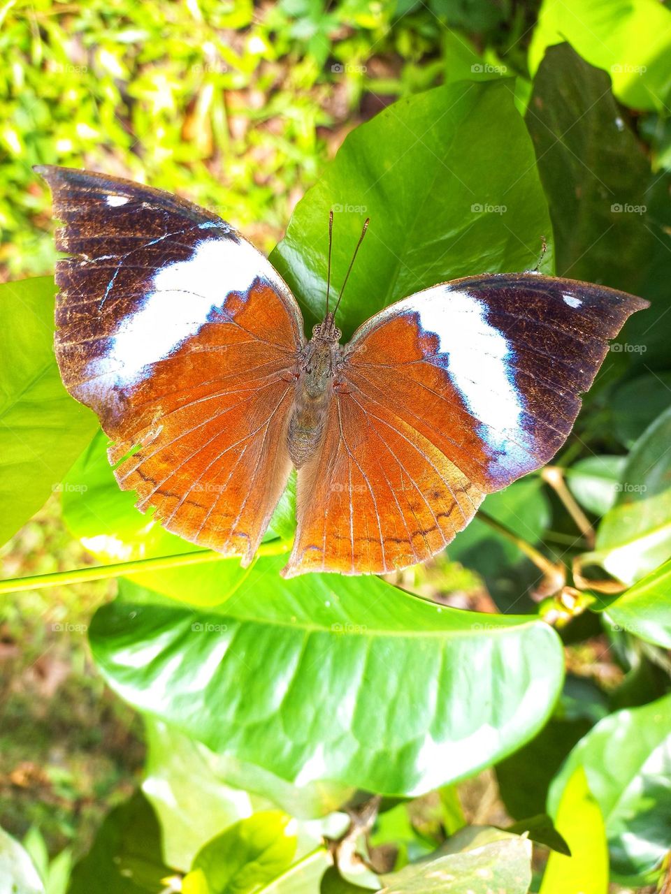 Beautiful butterfly perched on the leaf