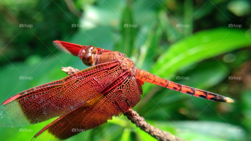 Red dragonfly at the end of the stem