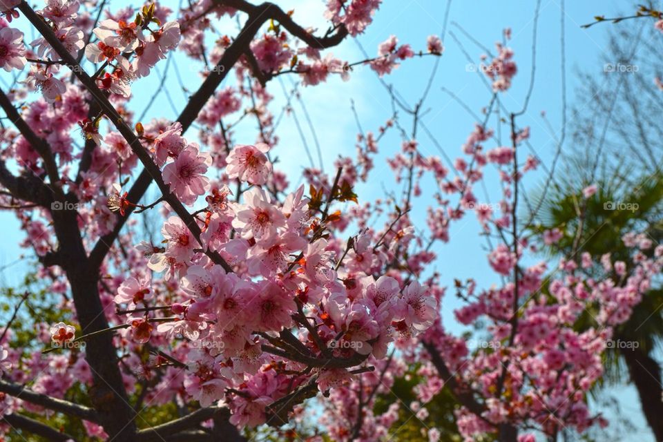 Cherry Blossom