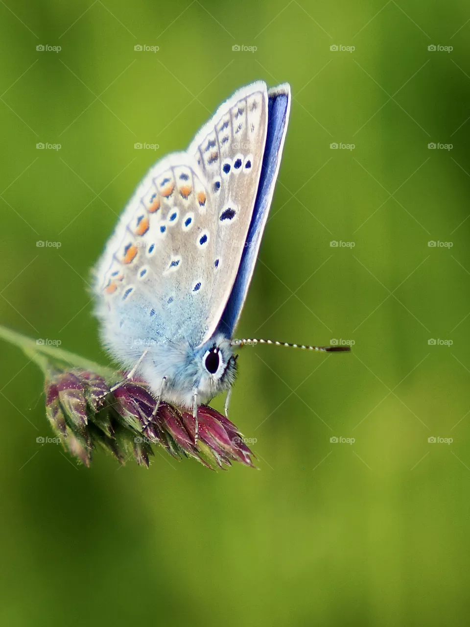 Blue