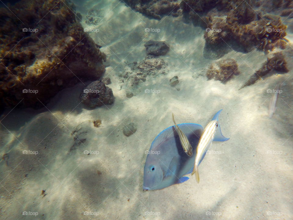 fish sand rocks seabed by ijbailey