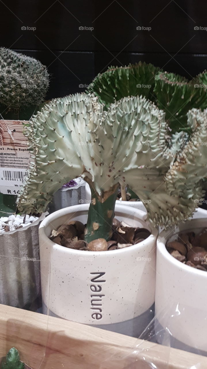 Nature Cactus