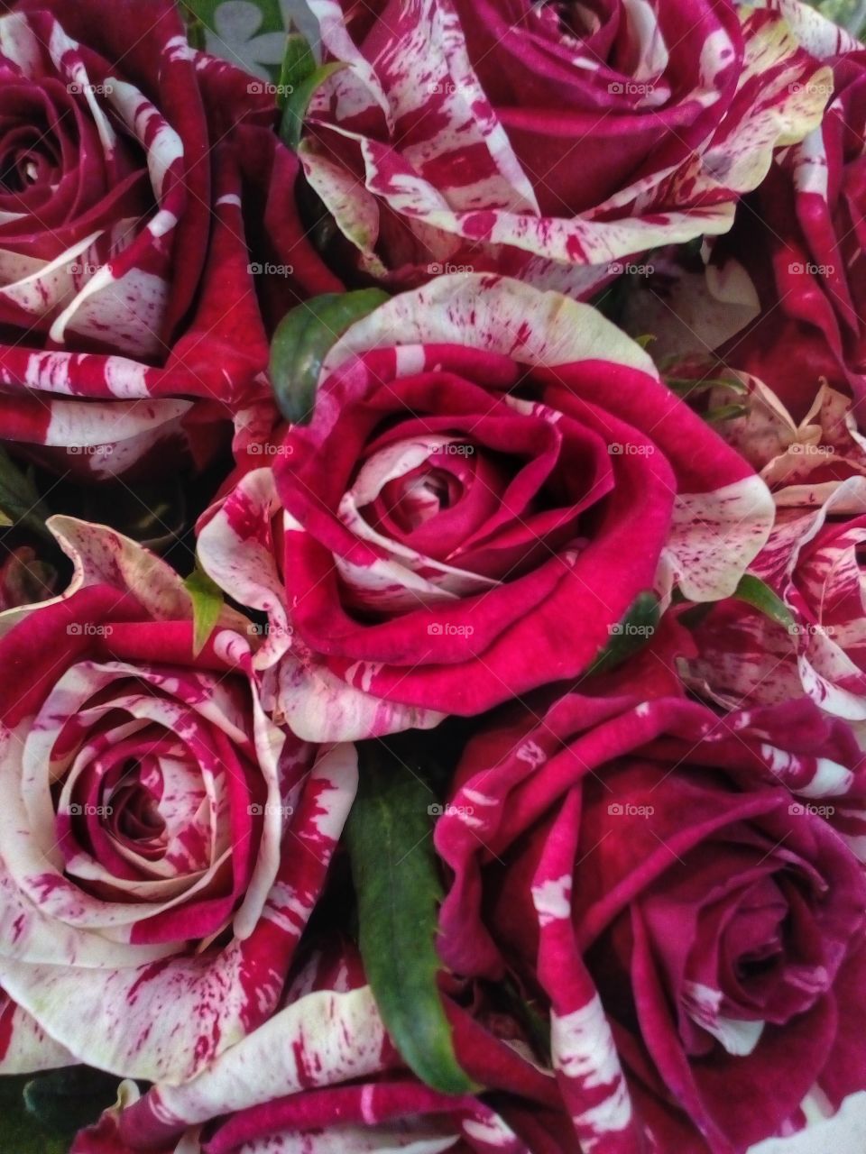 colorful red rose flower background