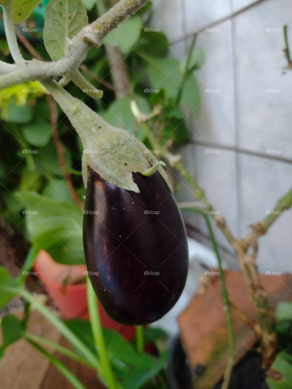 aubergine