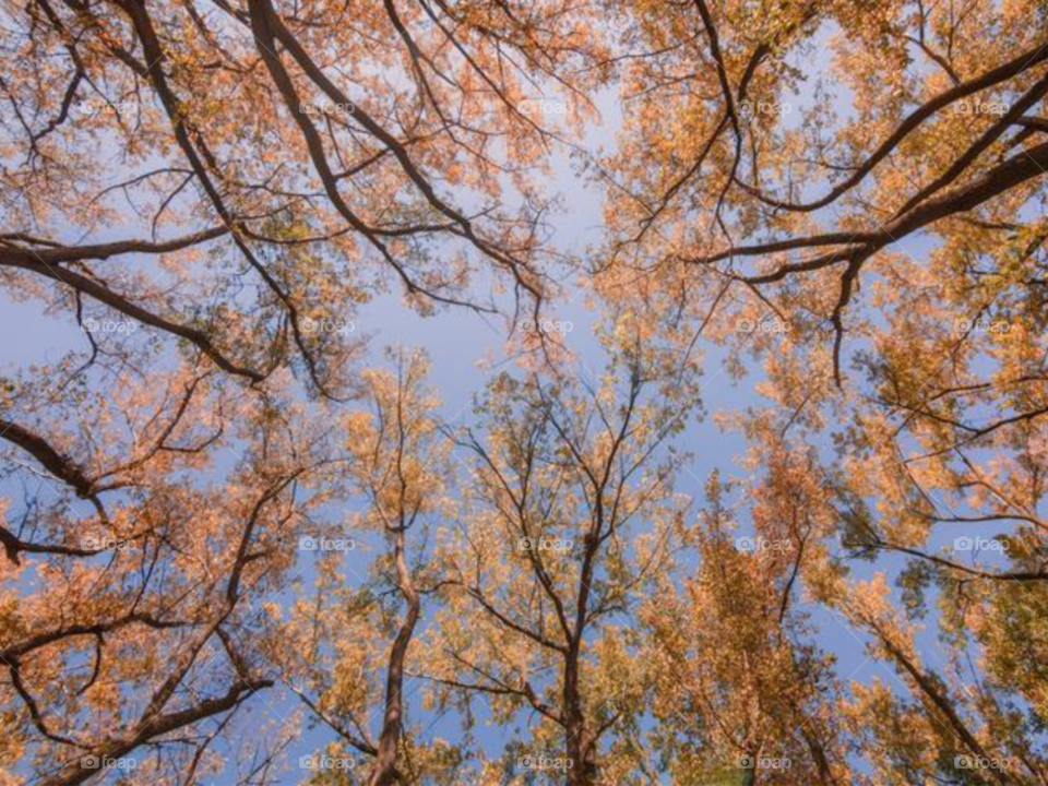Looking Up At Fall Trees