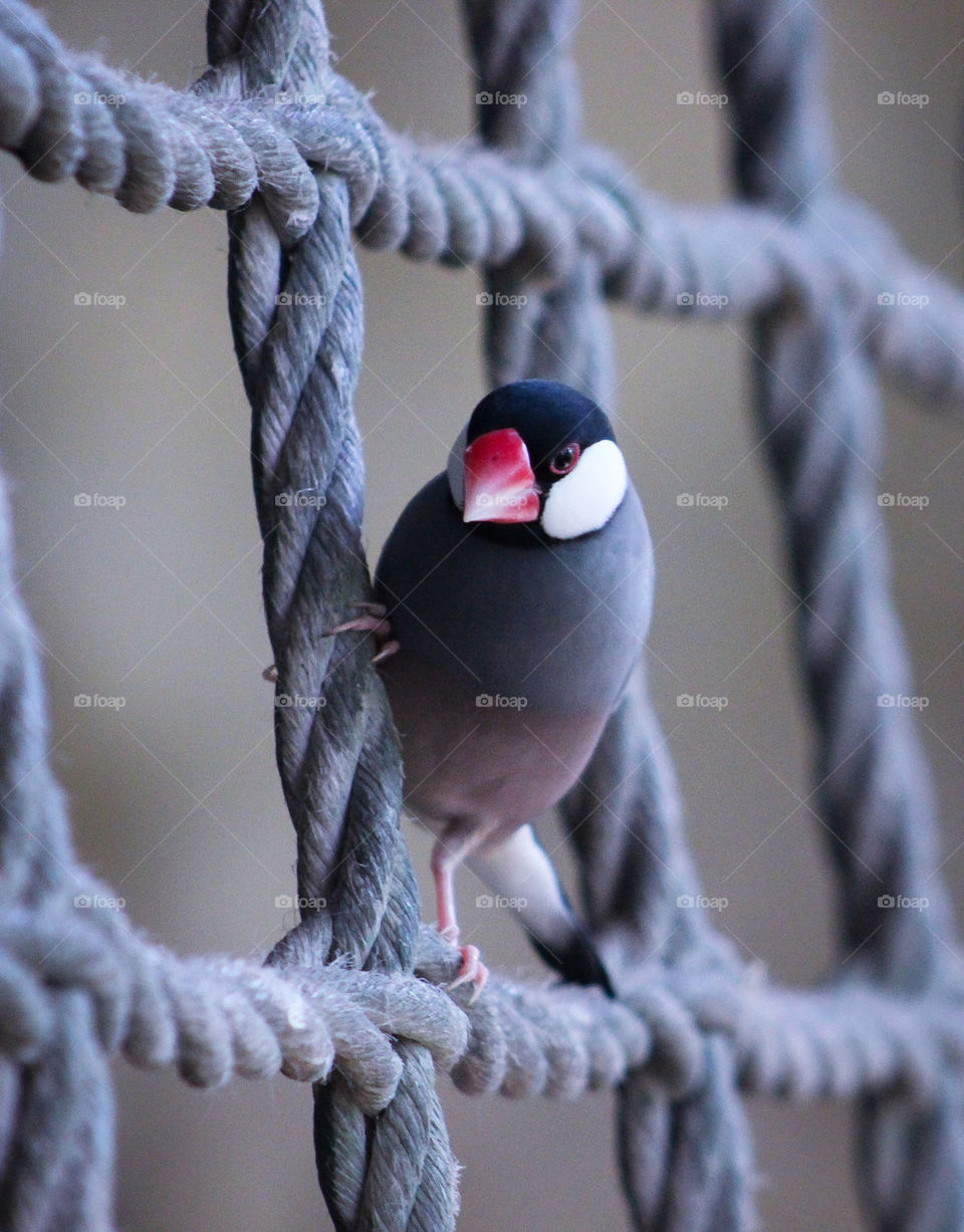 bird cute beautiful