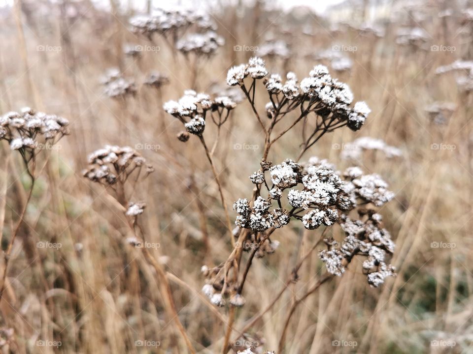 Dry grass in hoarfrost