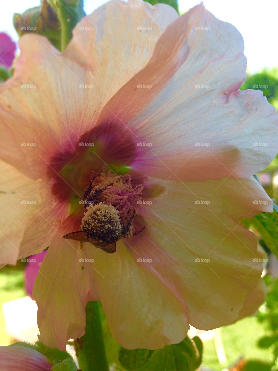 Busy bee. Sunset in the garden