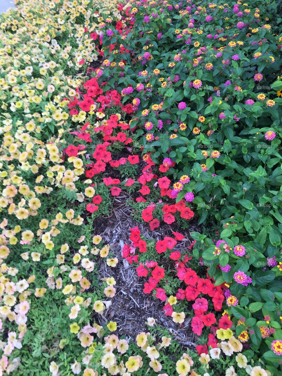 Flower, Garden, Flora, Leaf, Floral