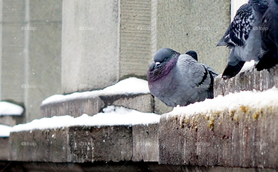 snow winter cold bird by lexlebeur