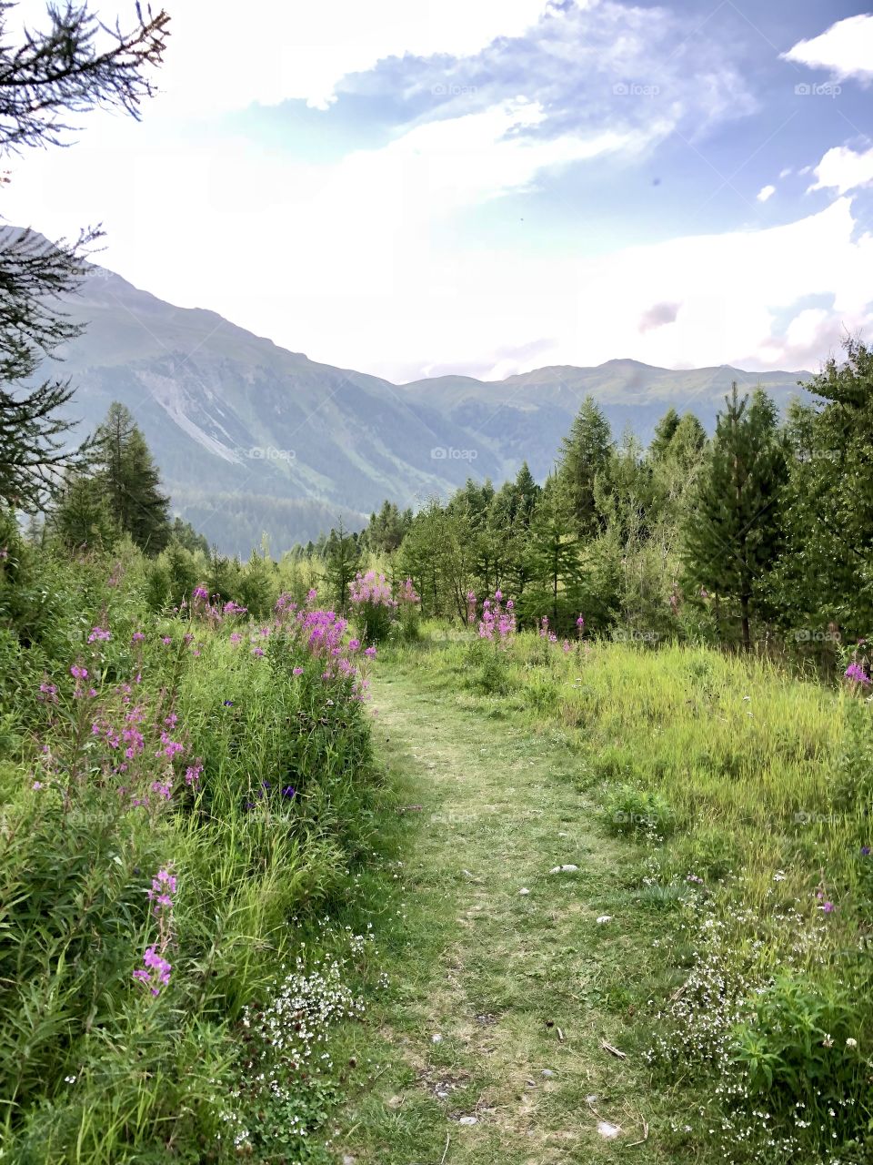 Hiking path in Swiss Alps 