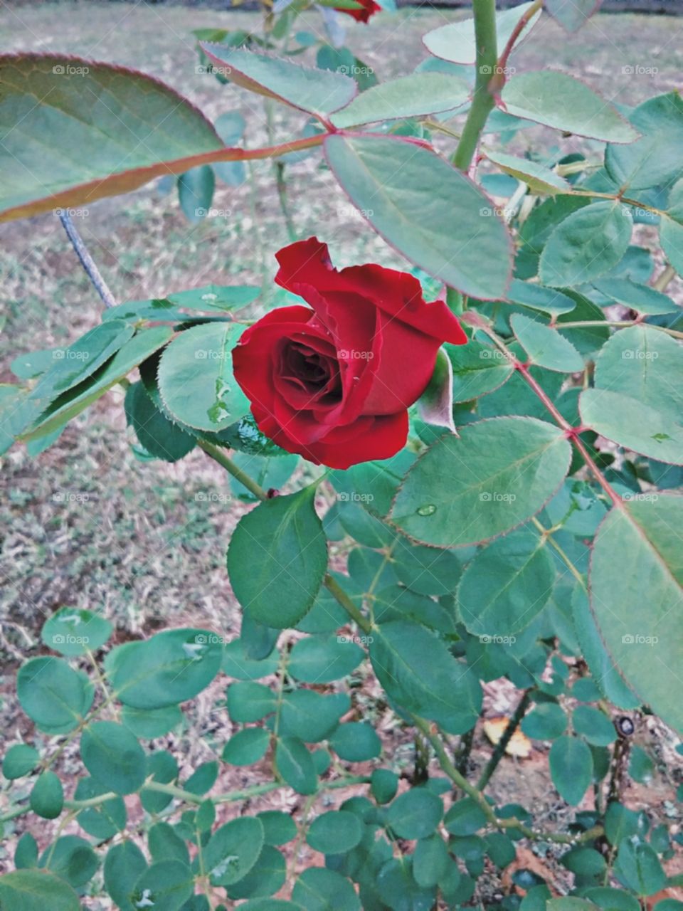 Charmoso botão de rosa esperando para cativar com seu veludo vermelho.