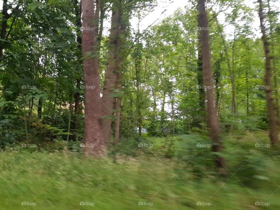 Large green forest with many trees. nature.