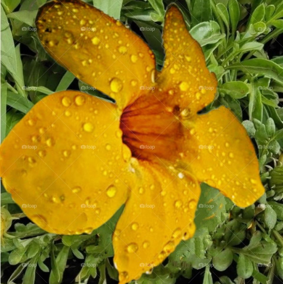 most beautiful and attractive flowers in the garden.