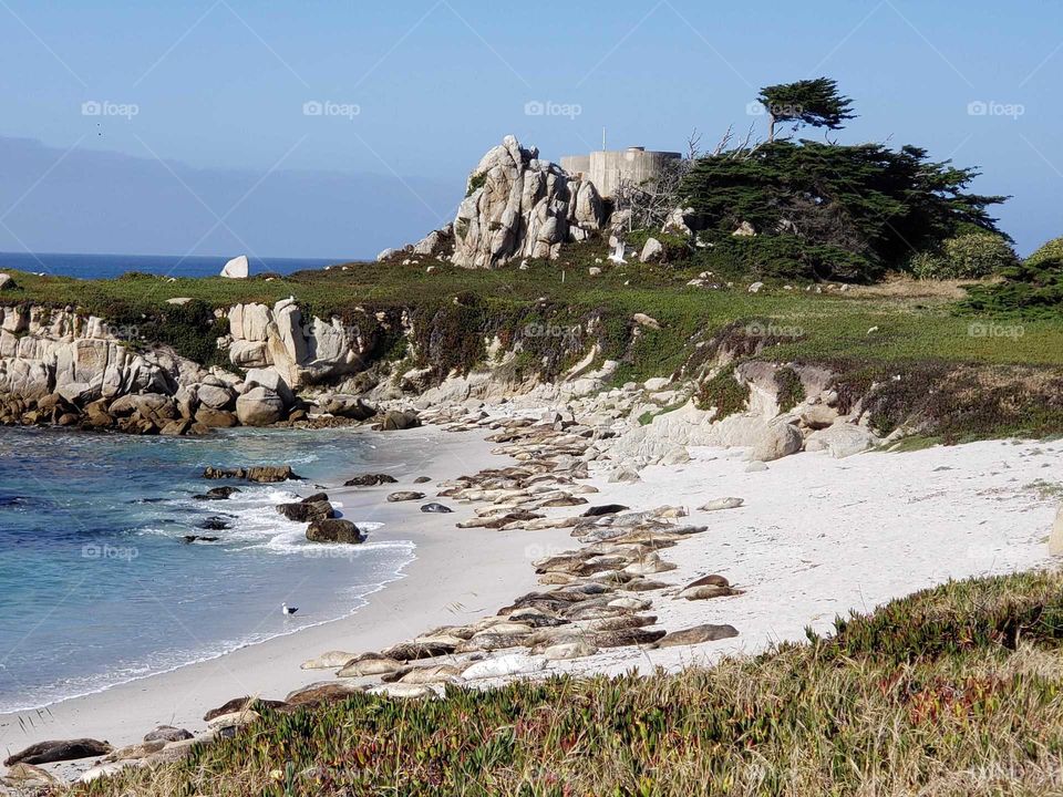 ocean side with seals