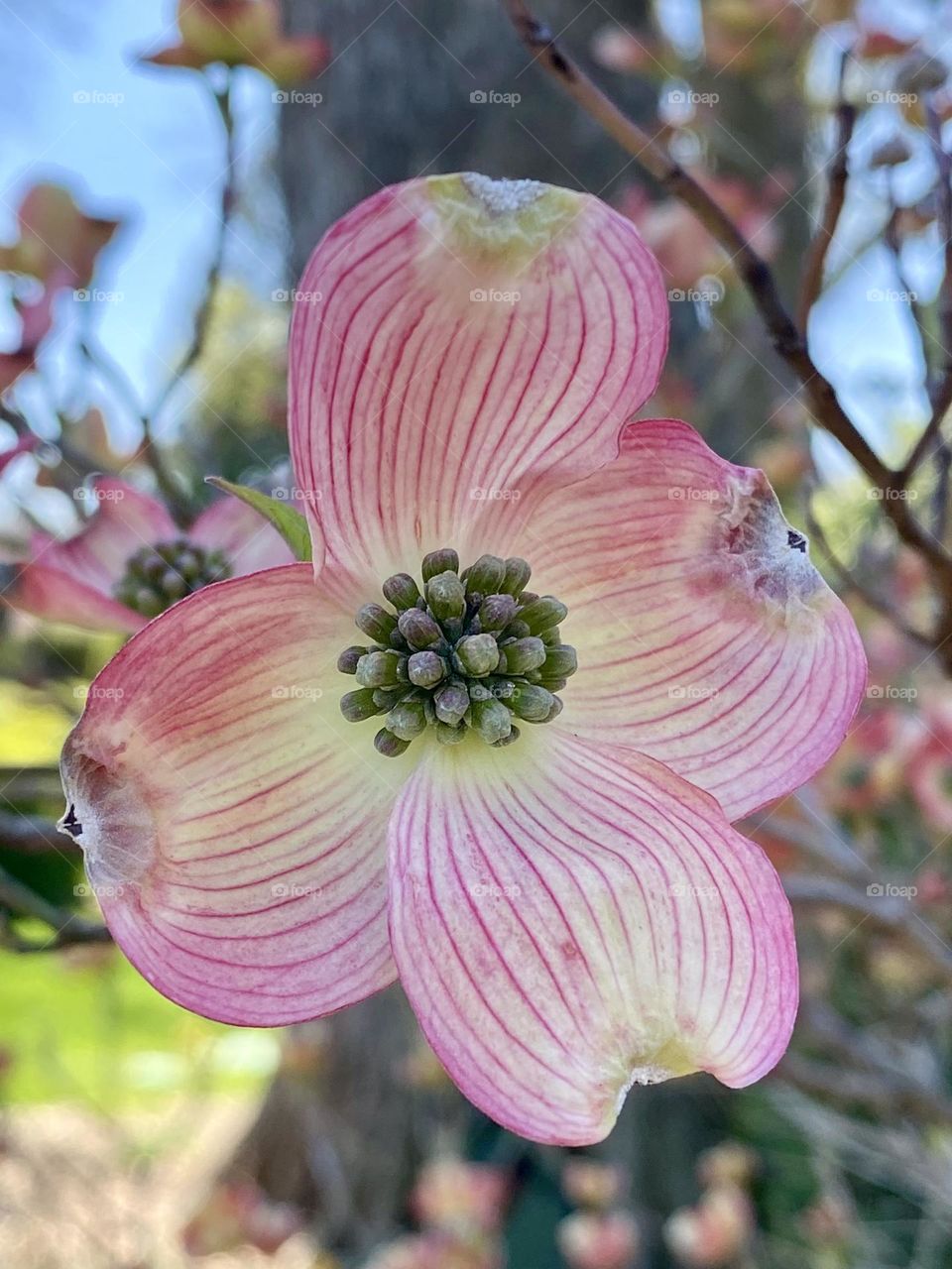 A pink dogwood blossom