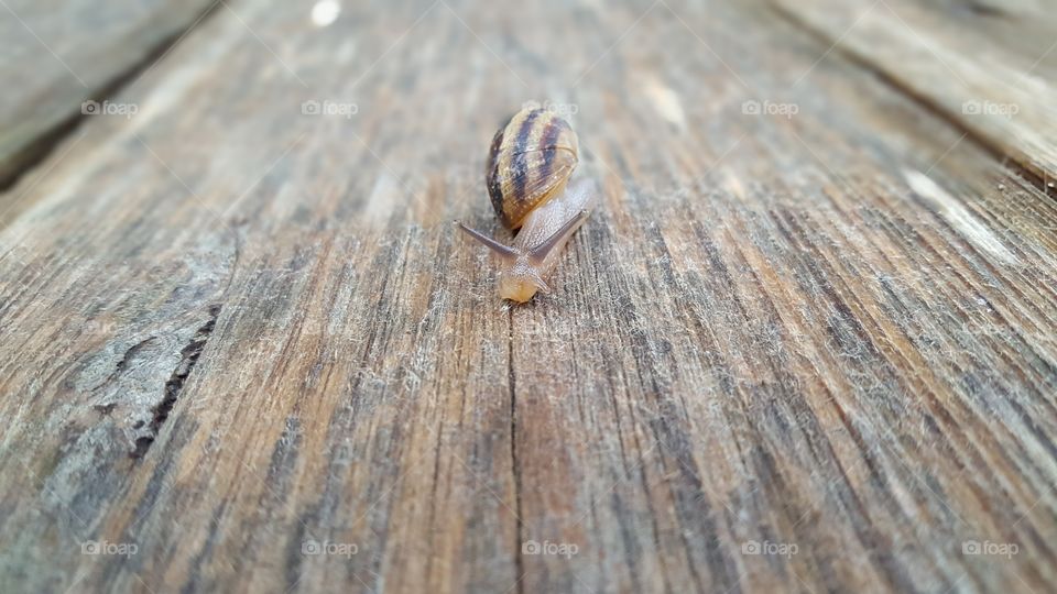 snail walk