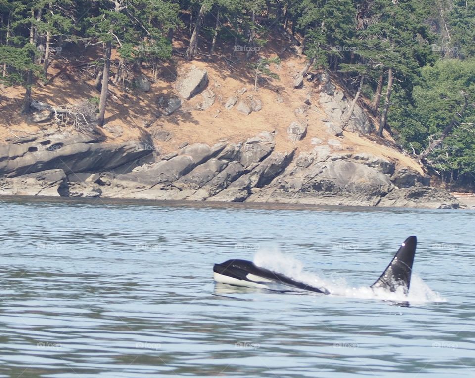 Orca surfacing 